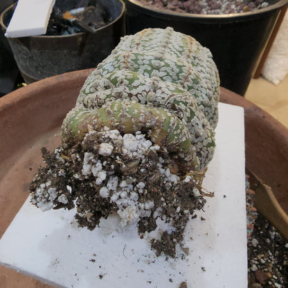 Astrophytum asterias cv. Superkabuto - Old