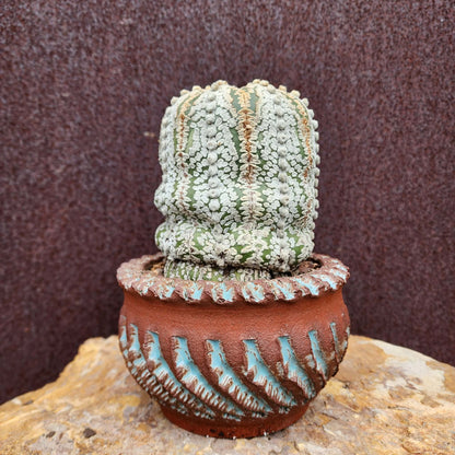Astrophytum asterias cv. Superkabuto - Old