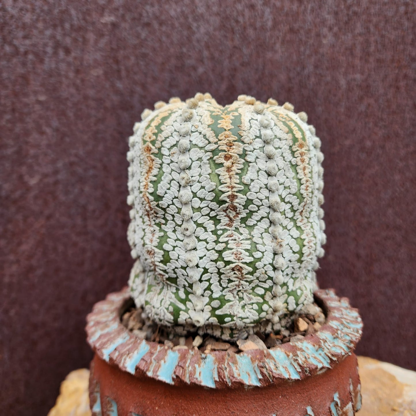 Astrophytum asterias cv. Superkabuto - Old