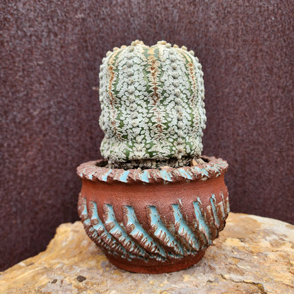 Astrophytum asterias cv. Superkabuto - Old