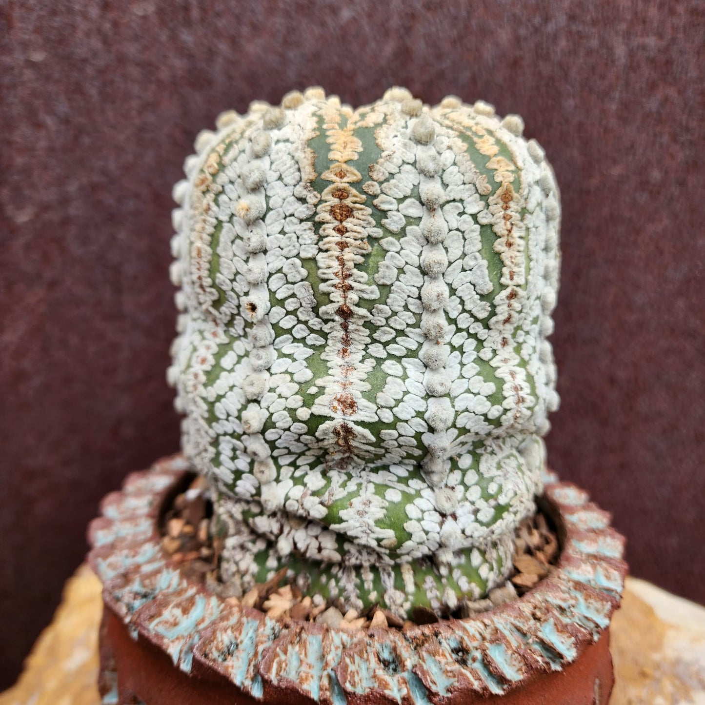 Astrophytum asterias cv. Superkabuto - Old collector cactus specimen