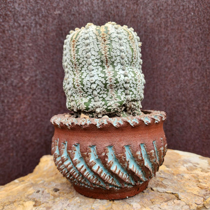 Astrophytum asterias cv. Superkabuto - Old