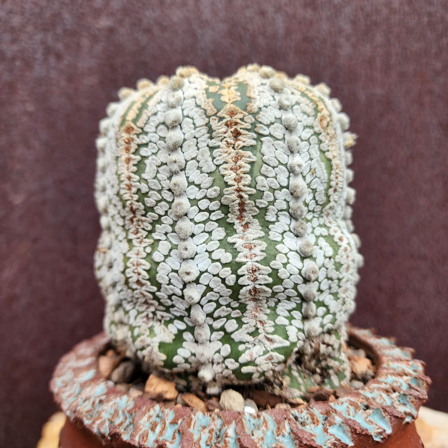 Astrophytum asterias cv. Superkabuto - Old