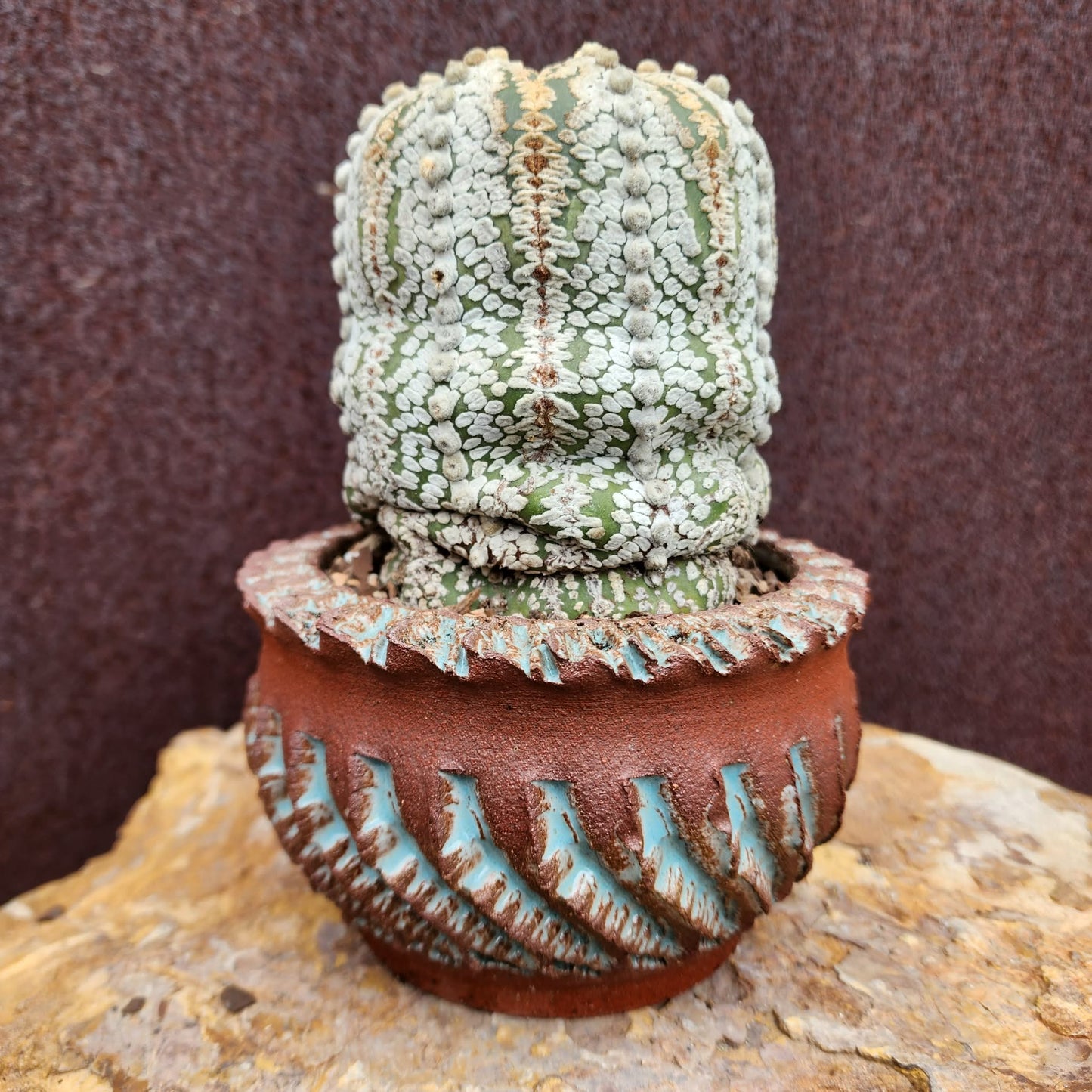 Astrophytum asterias cv. Superkabuto - Old