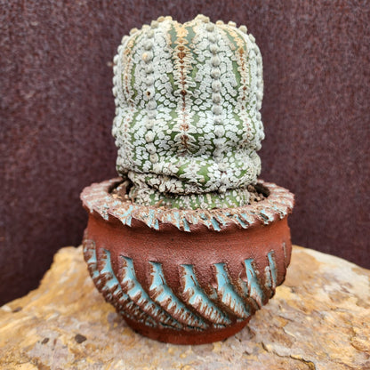 Astrophytum asterias cv. Superkabuto - Old