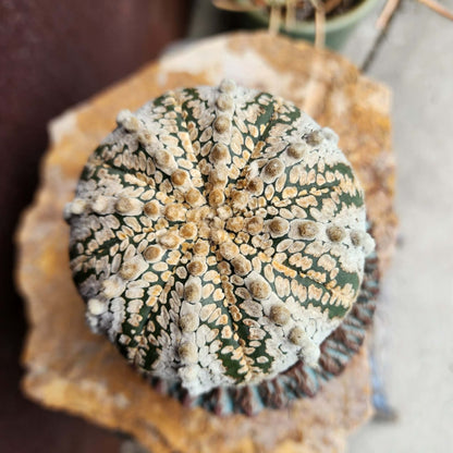Astrophytum asterias cv. Superkabuto - Old