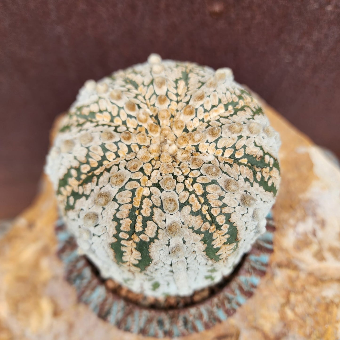 Astrophytum asterias cv. Superkabuto - Old