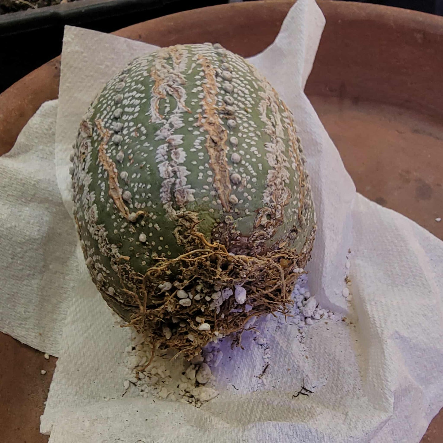 Astrophytum asterias cv. Superkabuto - Old