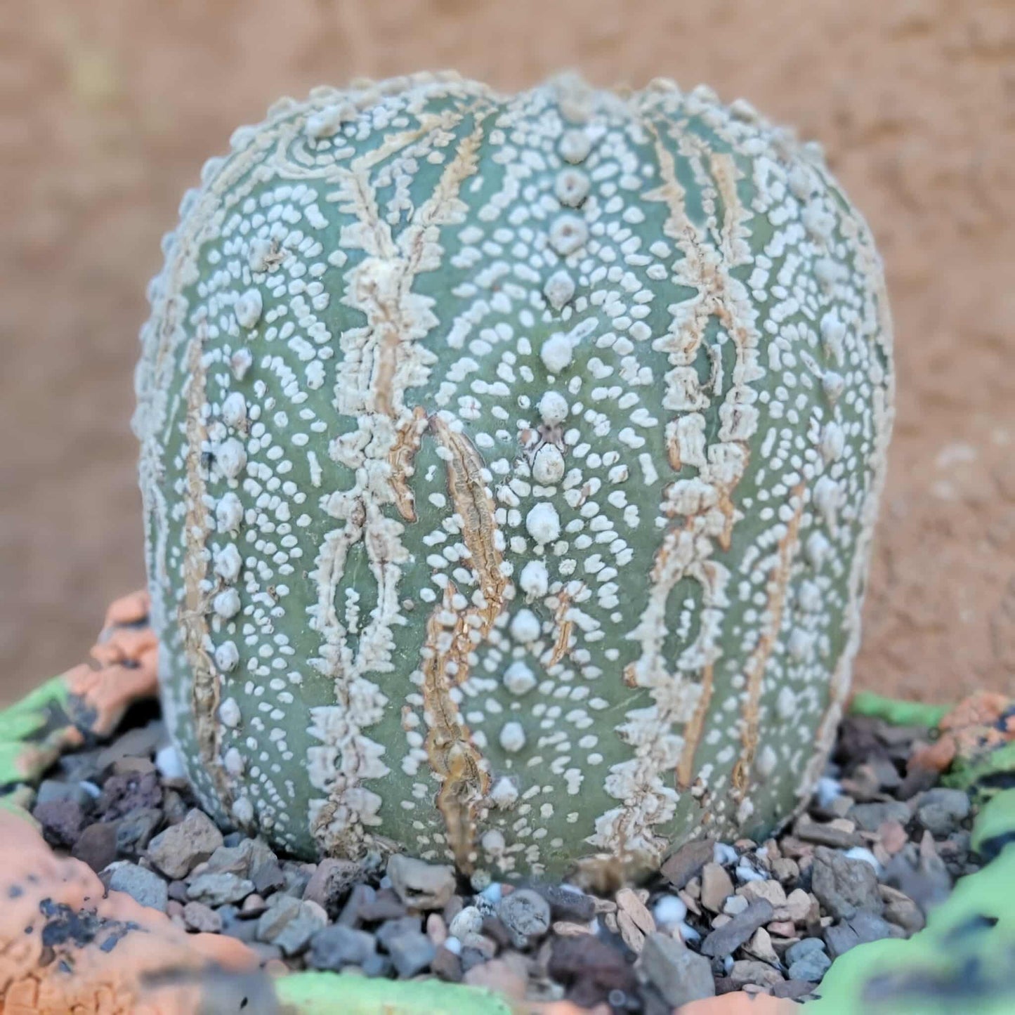 Astrophytum asterias cv. Superkabuto - Old
