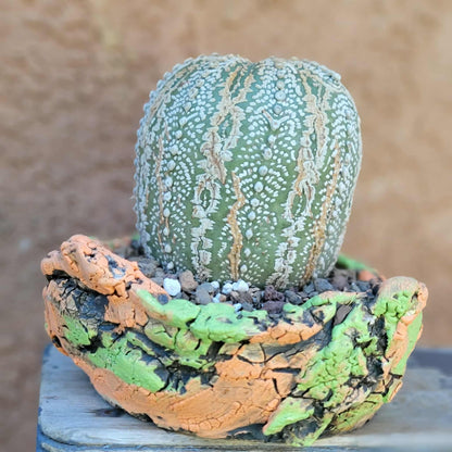 Astrophytum asterias cv. Superkabuto - Old