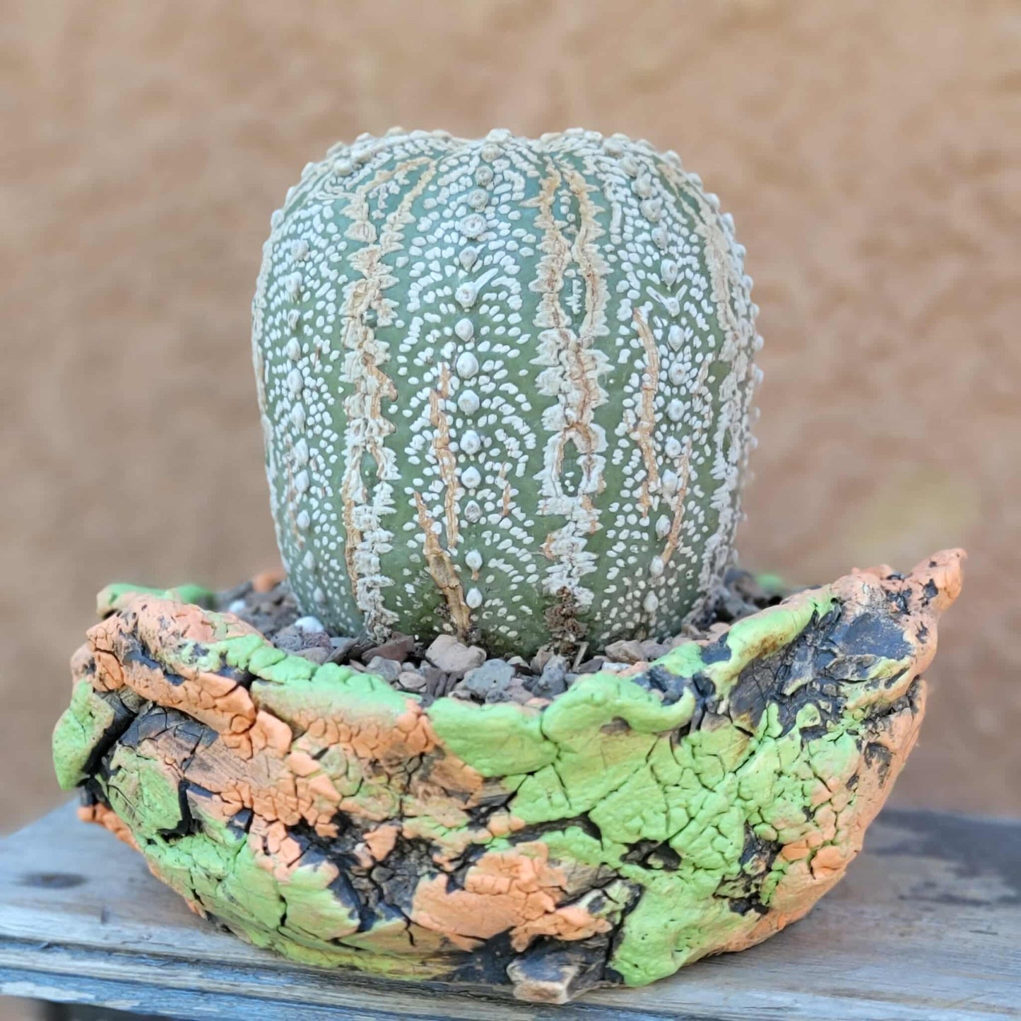 Astrophytum asterias cv. Superkabuto - Old