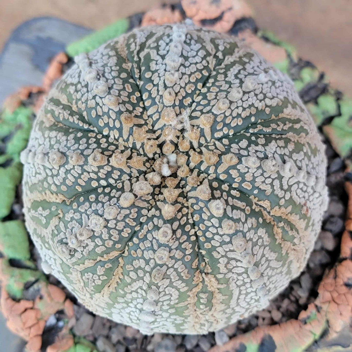 Astrophytum asterias cv. Superkabuto - Old