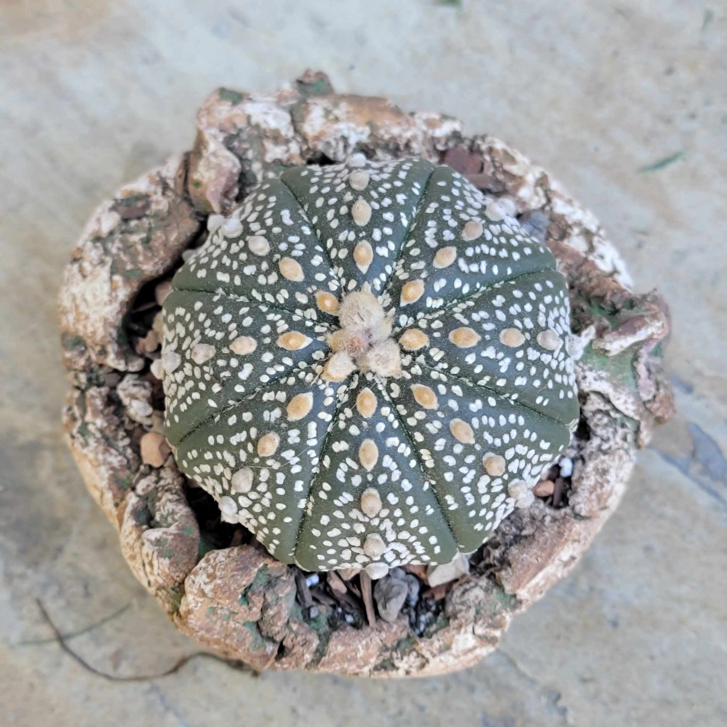 Astrophytum asterias cv. Superkabuto