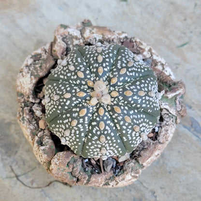 Astrophytum asterias cv. Superkabuto