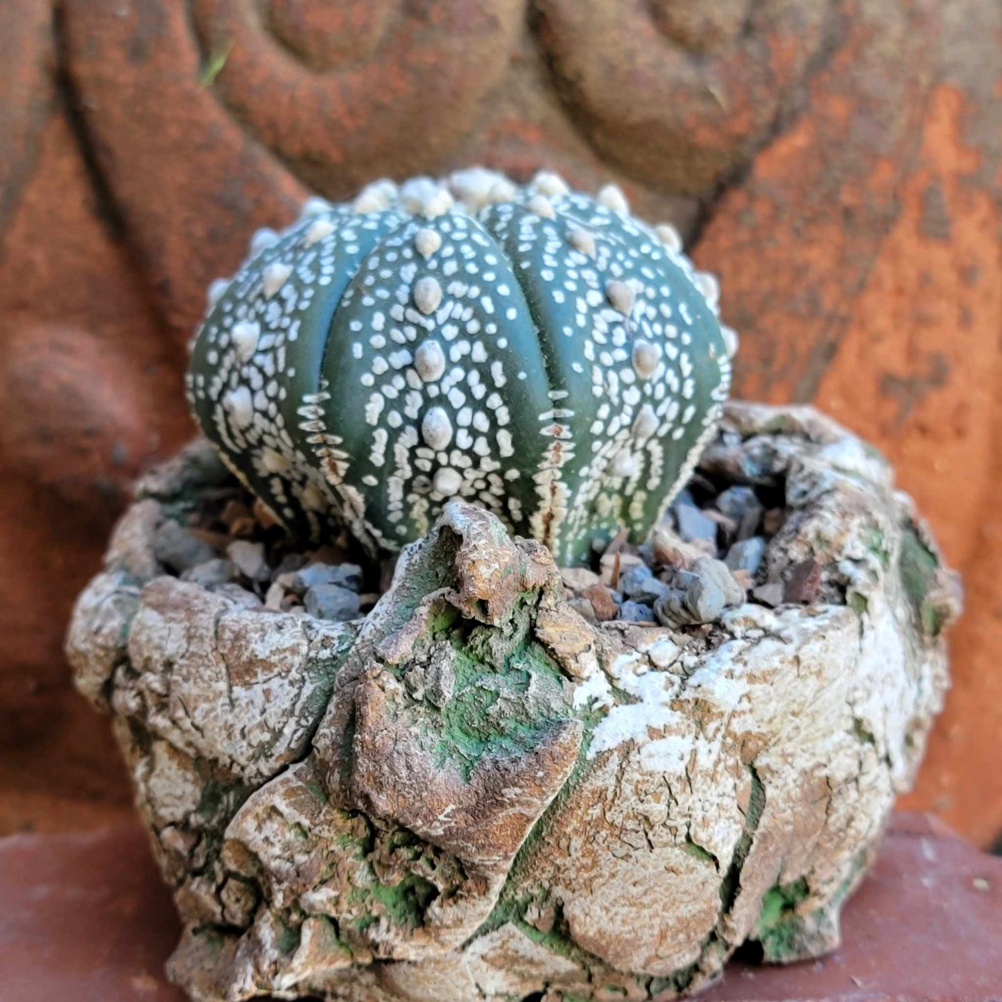 Astrophytum asterias cv. Superkabuto