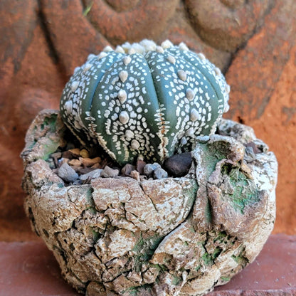 Astrophytum asterias cv. Superkabuto