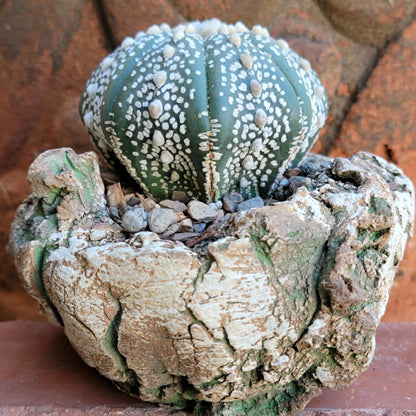 Astrophytum asterias cv. Superkabuto