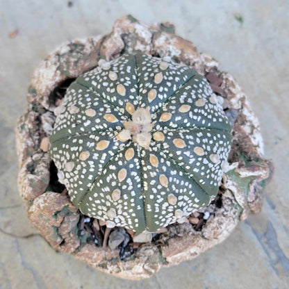 Astrophytum asterias cv. Superkabuto