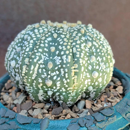Astrophytum asterias cv. Superkabuto