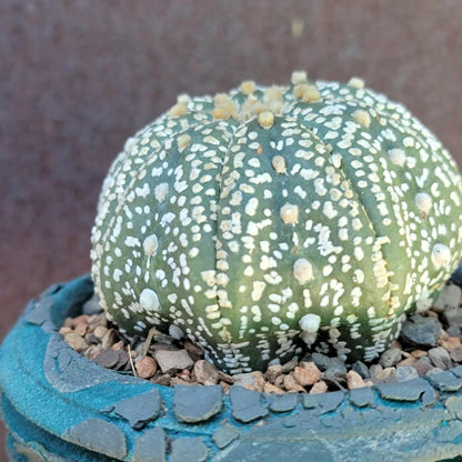 Astrophytum asterias cv. Superkabuto
