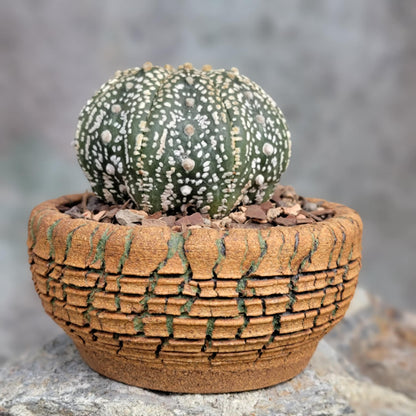 Astrophytum asterias cv. Superkabuto