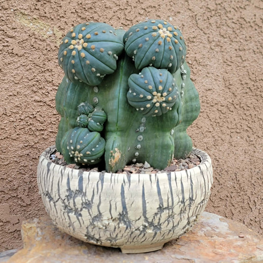 Astrophytum asterias cv Star Type - Old, BIG! 9 inches! Wish List Collector Specimen