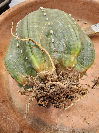 Astrophytum asterias cv Star Type - Old, BIG!