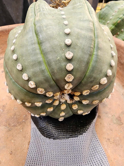 Astrophytum asterias cv Star Type - Old, BIG!