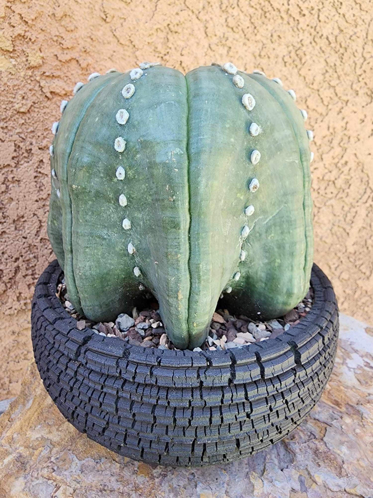 Astrophytum asterias cv Star Type - Old, BIG!