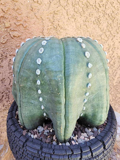 Astrophytum asterias cv Star Type - Old, BIG!