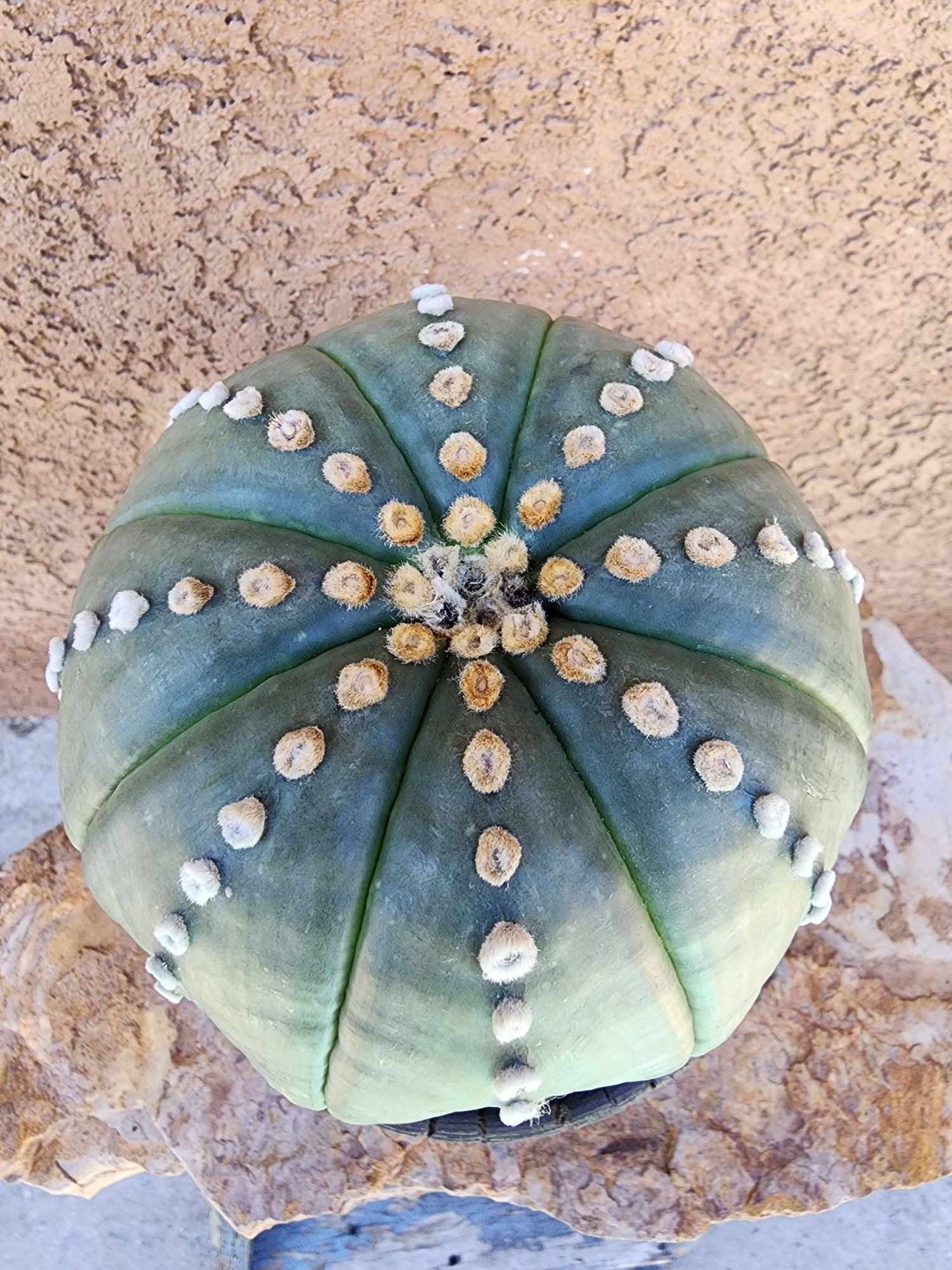 Astrophytum asterias cv Star Type - Old, BIG!