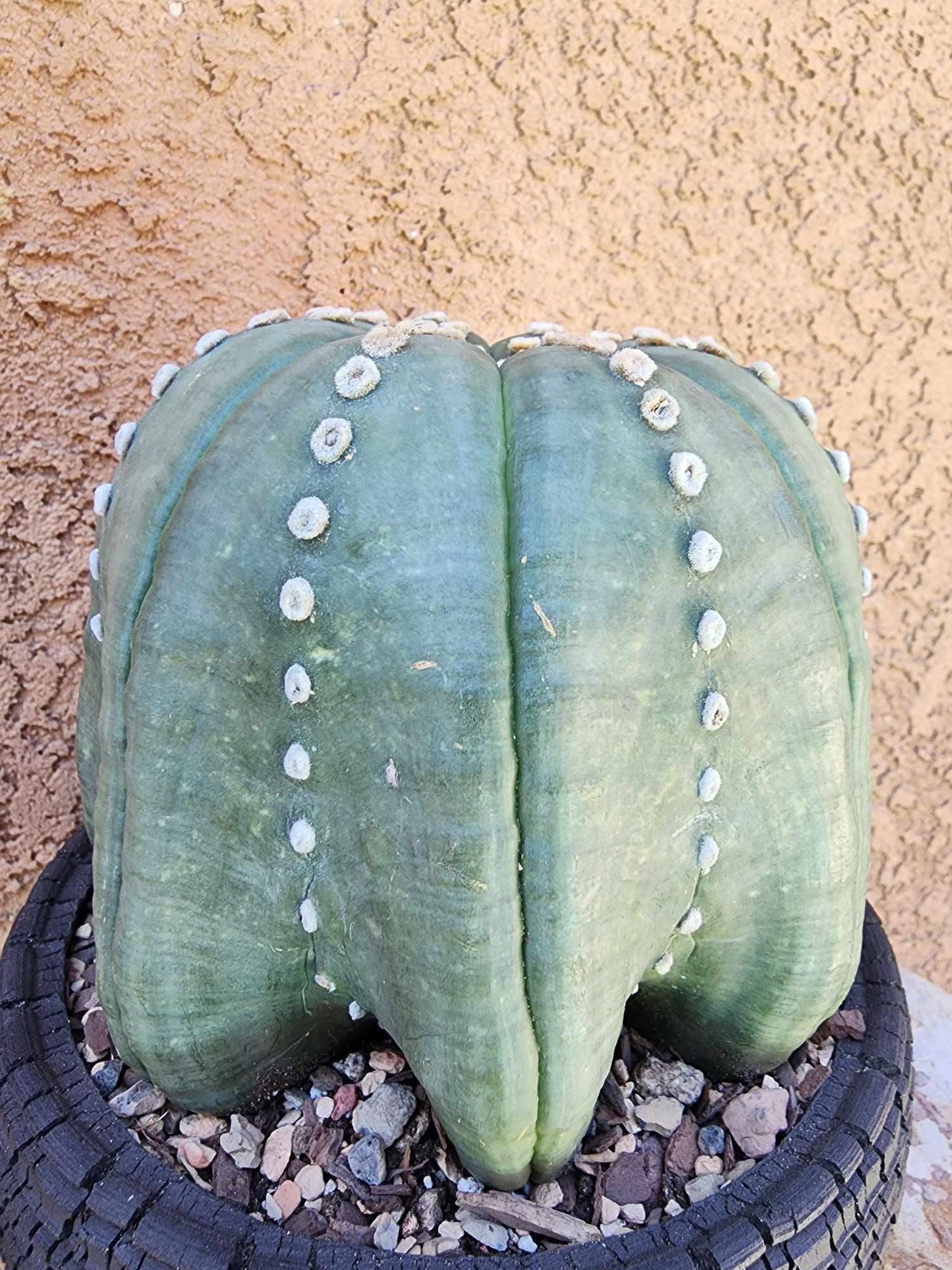 Astrophytum asterias cv Star Type - Old, BIG!