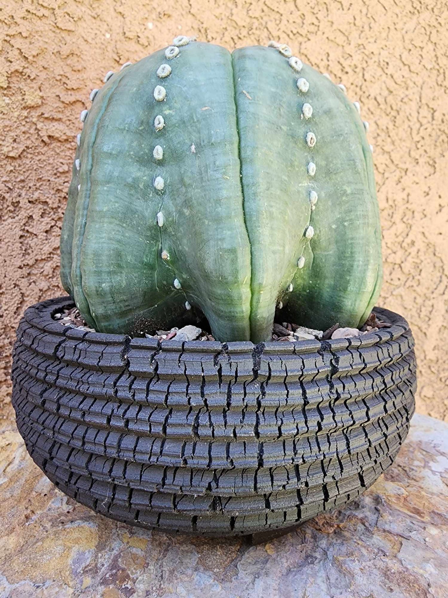 Astrophytum asterias cv Star Type - Old, BIG!
