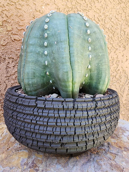 Astrophytum asterias cv Star Type - Old, BIG!