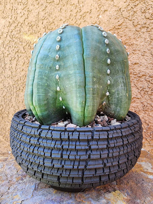 Astrophytum asterias cv Star Type - Old, BIG!