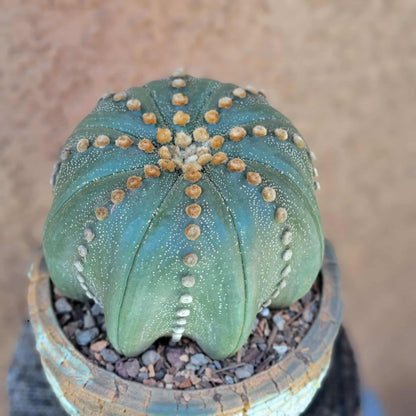 Astrophytum asterias cv Star Type - Old, BIG!