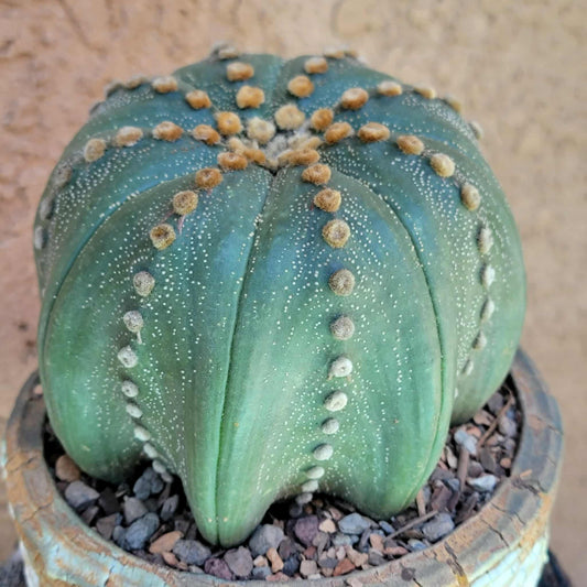 Astrophytum asterias cv Star Type - Old, BIG!