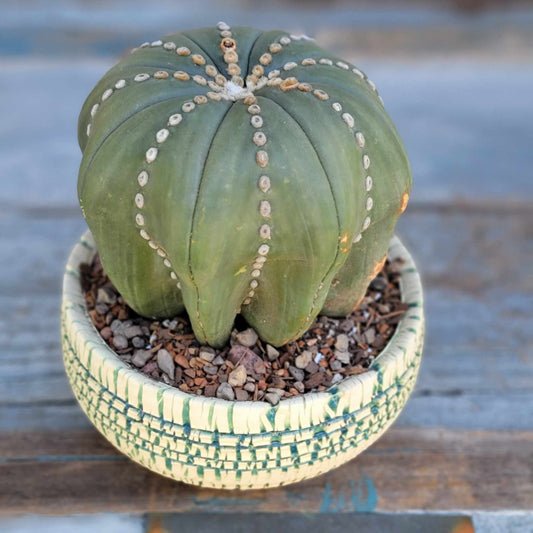 Astrophytum asterias cv Star Type