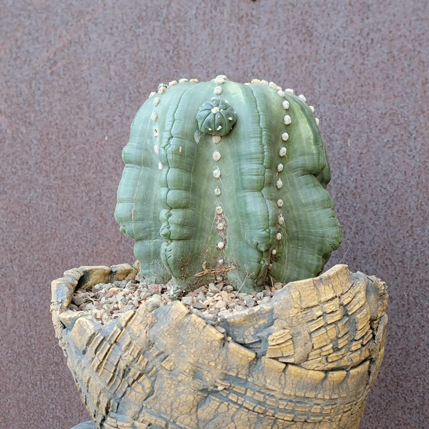 Astrophytum asterias cv Star Type with babies - Light Variegation