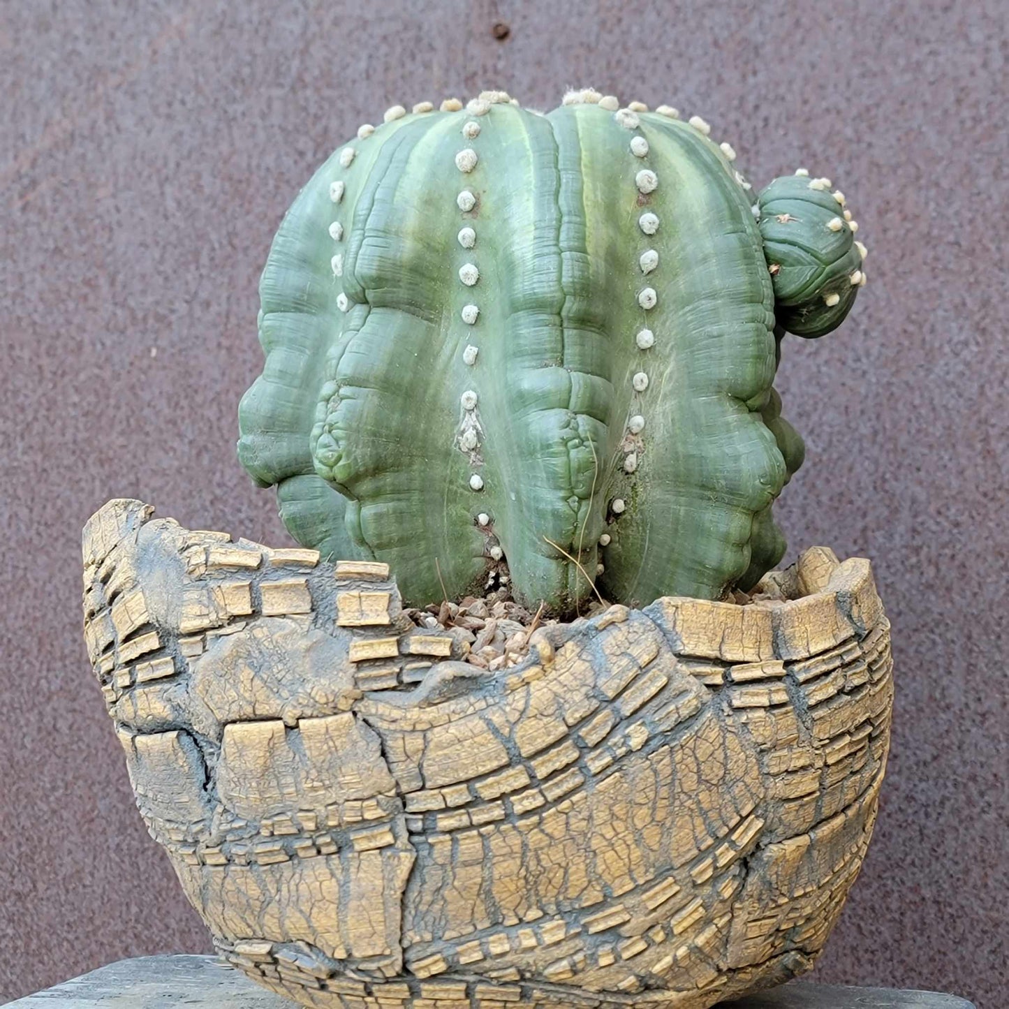 Astrophytum asterias cv Star Type with babies - Light Variegation