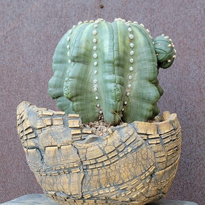 Astrophytum asterias cv Star Type with babies - Light Variegation