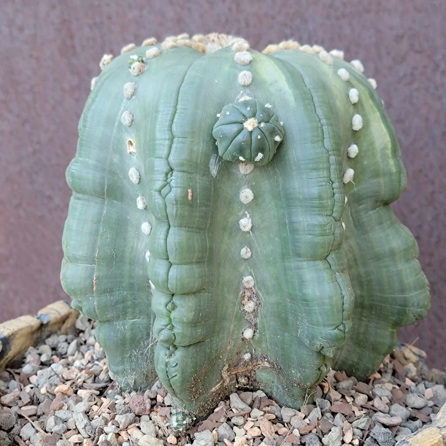 Astrophytum asterias cv Star Type with babies - Light Variegation