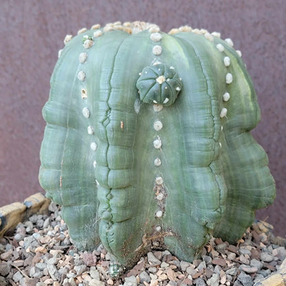 Astrophytum asterias cv Star Type with babies - Light Variegation