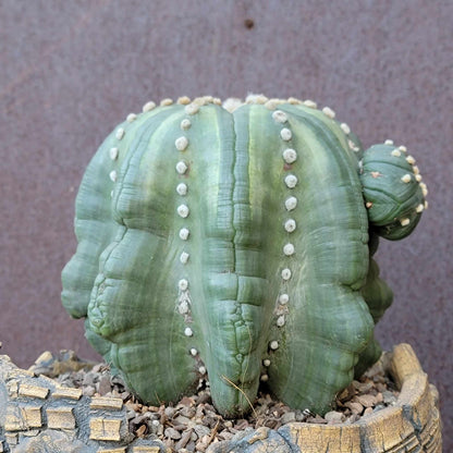 Astrophytum asterias cv Star Type with babies - Light Variegation