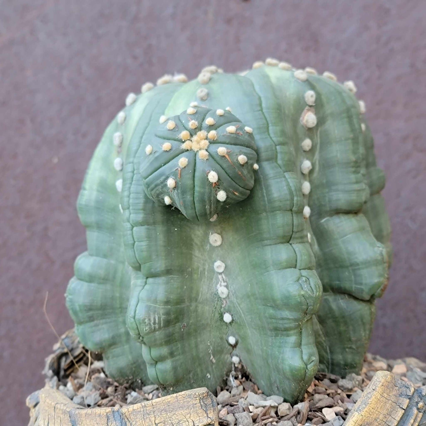 Astrophytum asterias cv Star Type with babies - Light Variegation