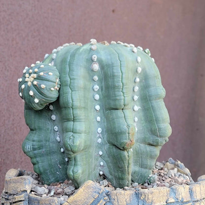 Astrophytum asterias cv Star Type with babies - Light Variegation