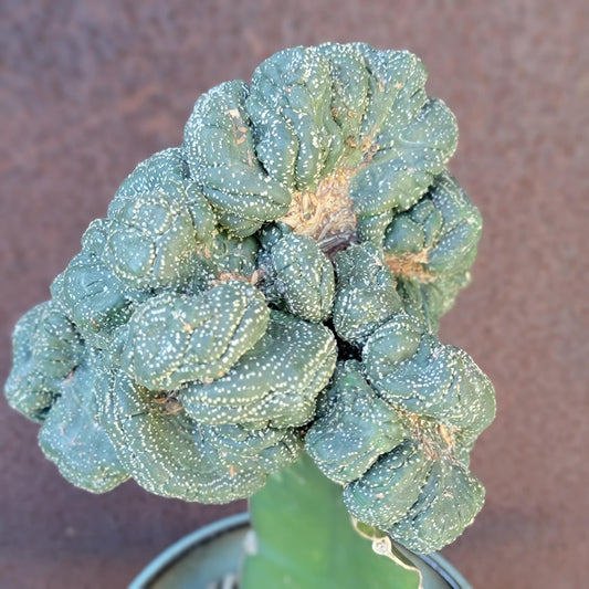 Astrophytum asterias hybrid v. nudum cv. Kikko Lizard Skin - Very Rare
