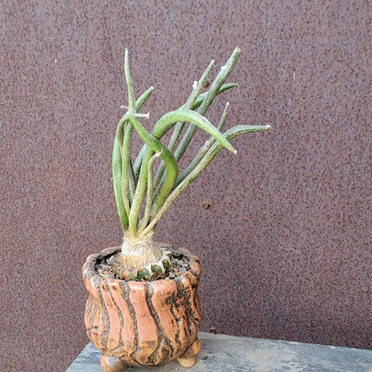 Astrophytum caput medusa