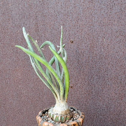 Astrophytum caput medusa