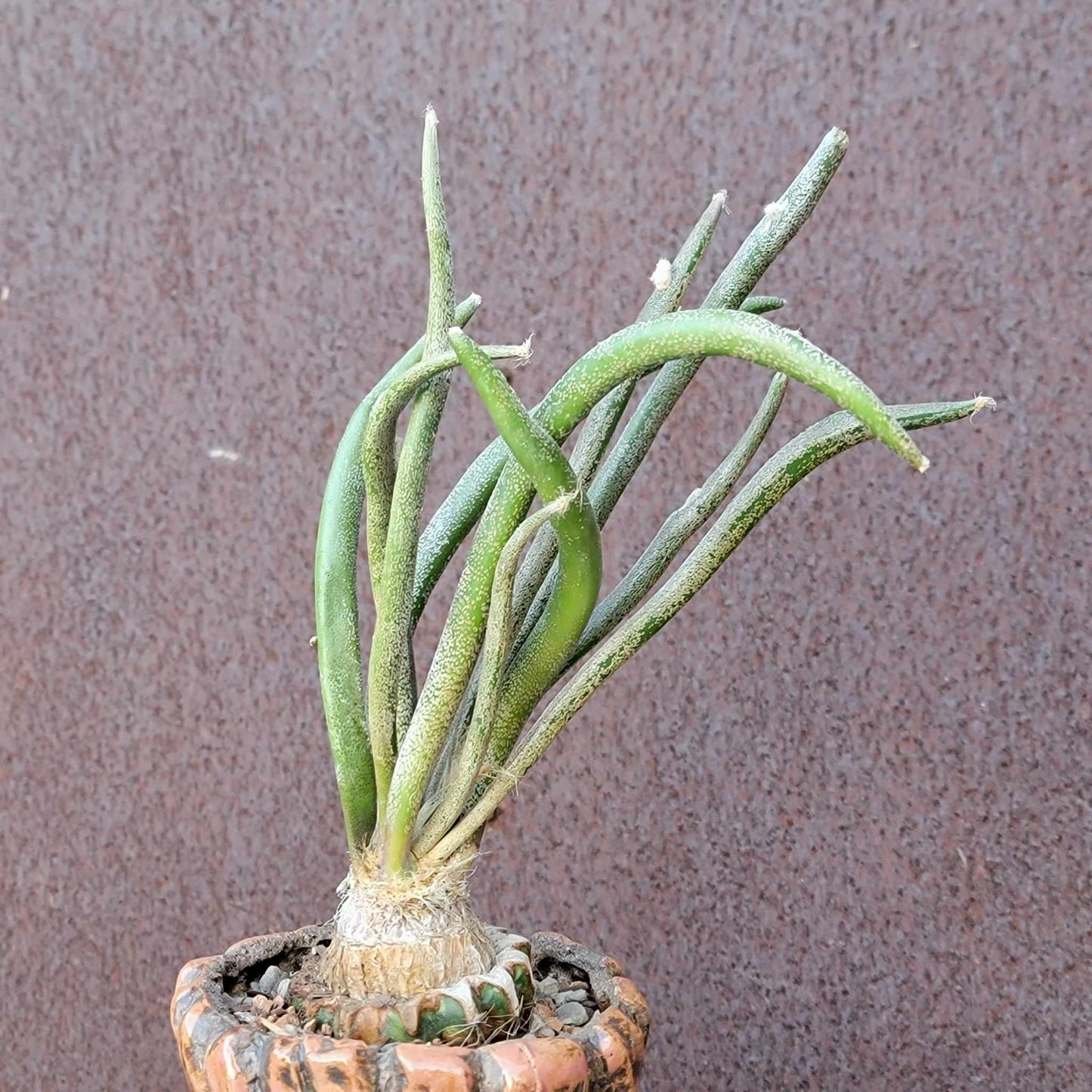 Astrophytum caput medusa